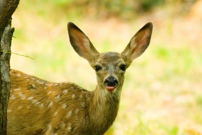 fawn sticking his tongue out at Photographer.jpg