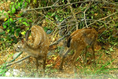 2 of newest fawns.jpg