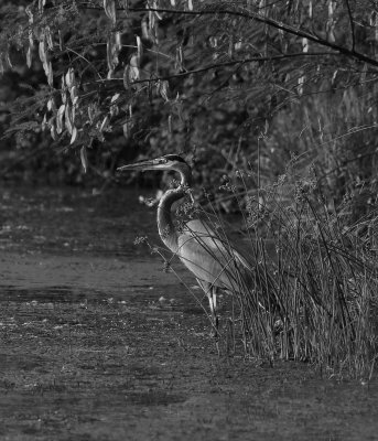 BW heron.jpg