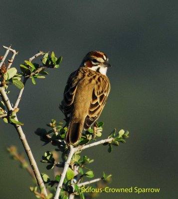 roufus crowned sparrow.jpg