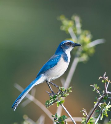 mondays scrubjay.jpg