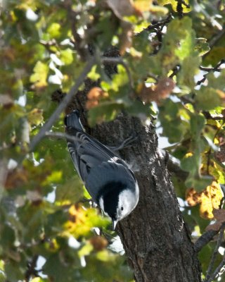male white breasted nuthatch.jpg