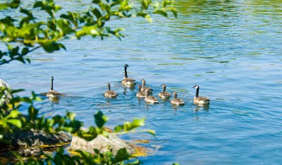 canadian Geese family on the Feather River.jpg