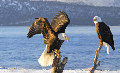 Bald Eagle landing.jpg