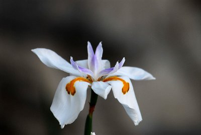 white flower.jpg