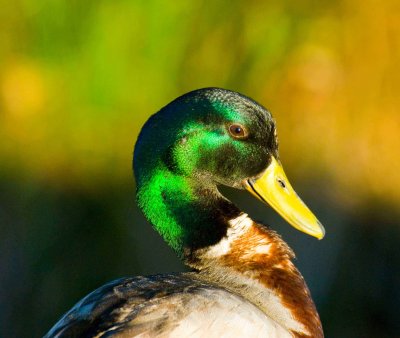 Male Mallard Portrait.jpg