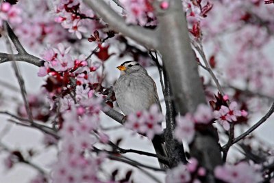 white crowned sparrow.jpg