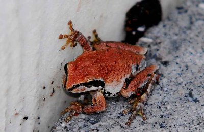red frog.jpg