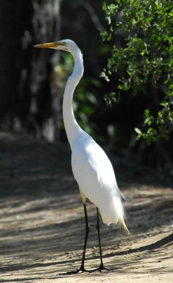 Egret in the Oaks.jpg