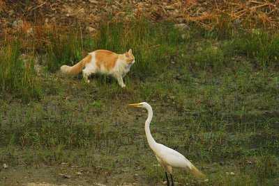 Kitty  the Egret.jpg