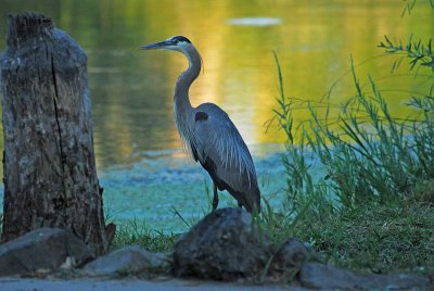 Heron in riverbend.jpg