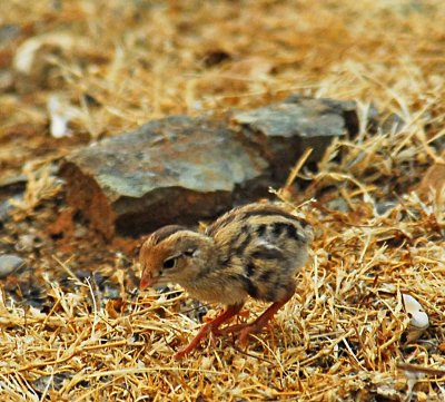Baby quail.jpg