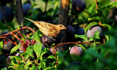 Bird eating plums.jpg