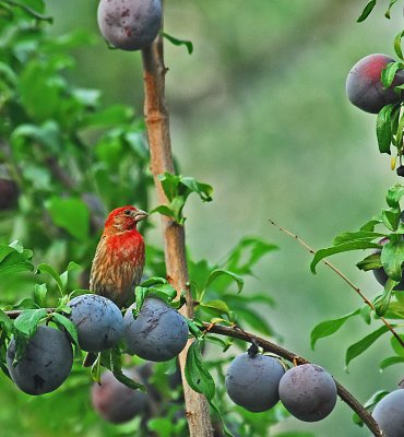 red finch with plums.jpg