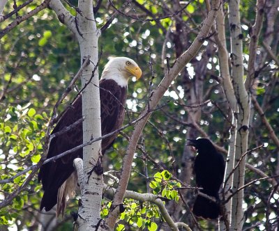 eagle