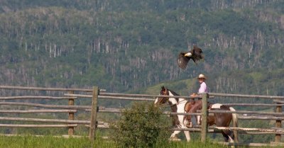 Horse Fly