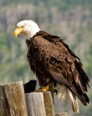 Eagle at Clark