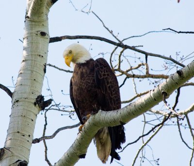 Eagle at Clark 2