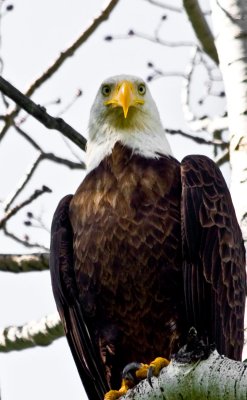 Eagle at Clark 3
