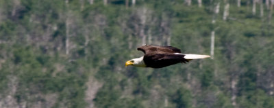 Soar
