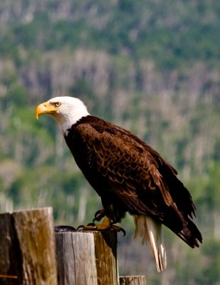 Lookout