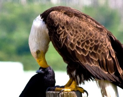 eagle