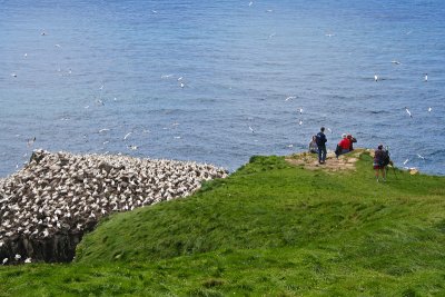 Bird Rock, at Cape St. Mary's Ecological Reserve, is a nesting place for Northern Gannets