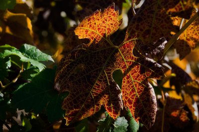 Grape Leaves in Autumn