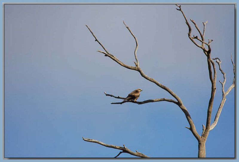 Birdlife on the Murray-Darling river systems 2008