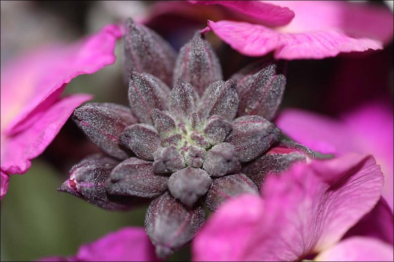 Winter wallflower