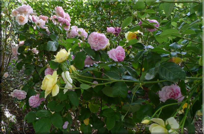 Rose garden on cool morning 09.72.jpg