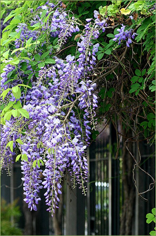 Cascading wisteria