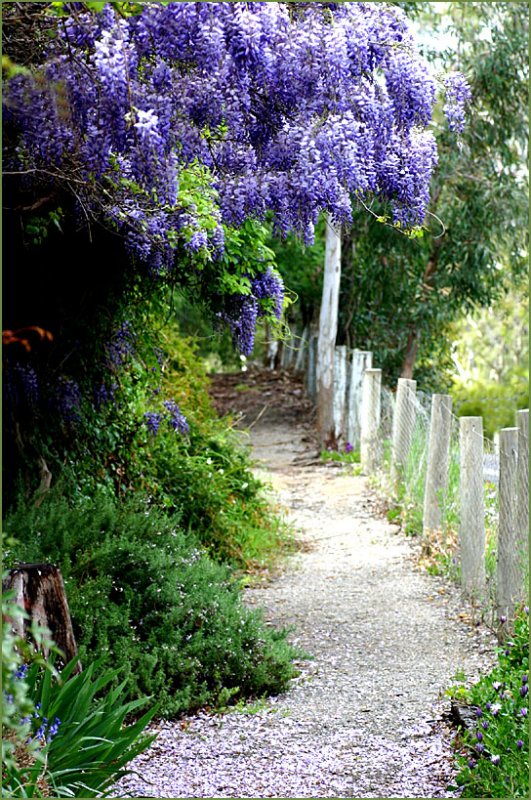 Pathway under the wisteria