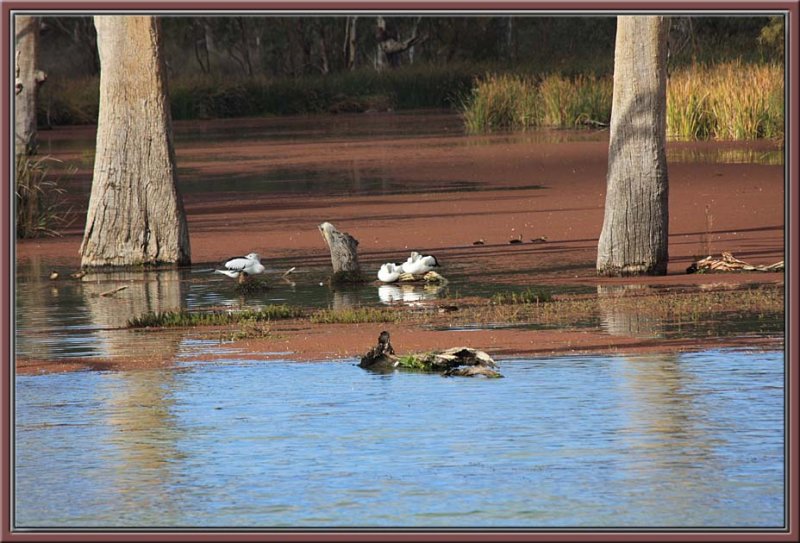 Pelicans resting