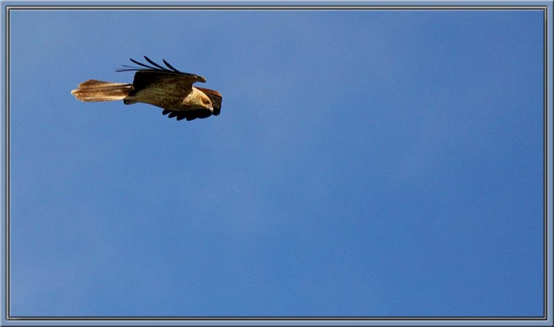 Bird of prey - Black Falcon