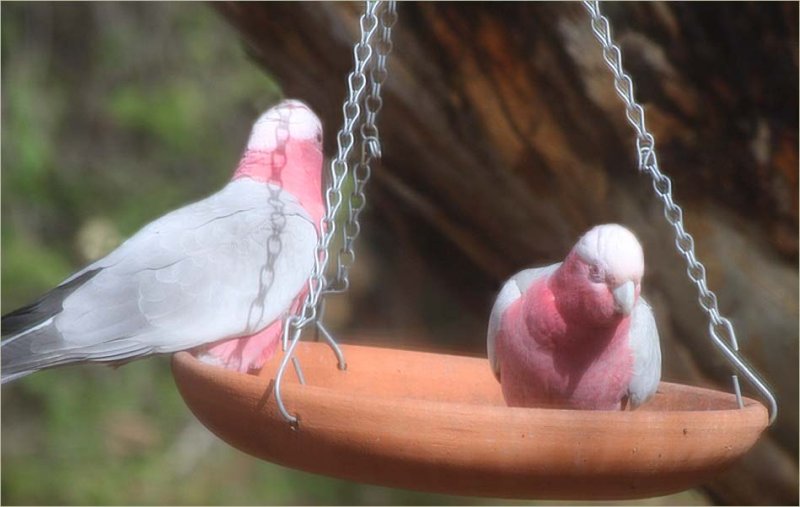 A pair of galahs