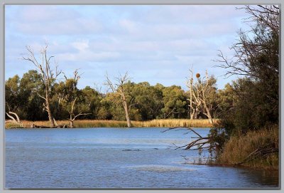 Dead trees & a nest