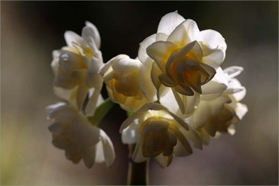 Narcissus in mid winter