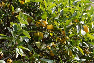 Meyer lemons on the bush in winter