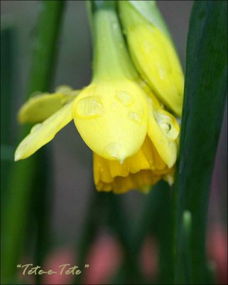 Daffodils Tete-e-tete
