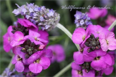 Wallflowers and lavender