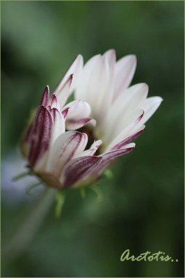 Spring daisy just opening up