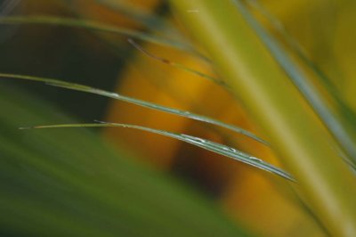Palm frond in the rain