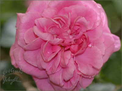 Gertrude Jekyll