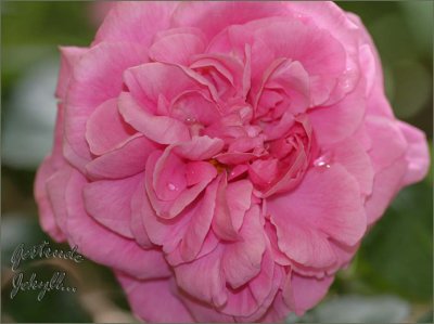 Gertrude Jekyll