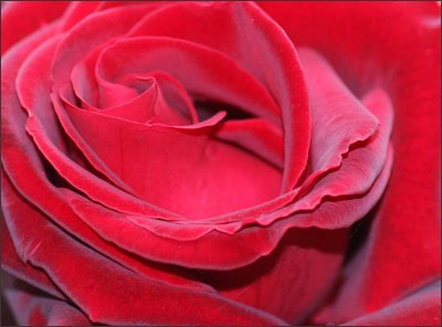 Challenge - A Red Red rose - 5