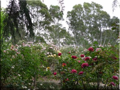 Rose garden on cool morning 09.01.jpg