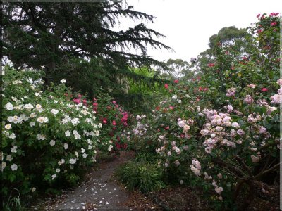 Rose garden on cool morning 09.02.jpg