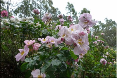 Rose garden on cool morning 09.05.2.jpg