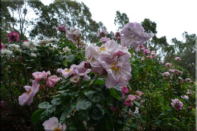 Rose garden on cool morning 09.05.jpg